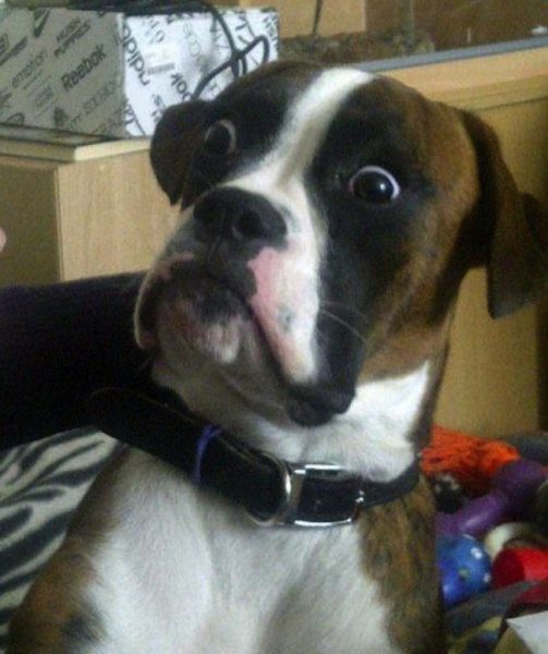 Собака – друг человека?