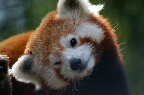 Red Panda based Cuteness Scale