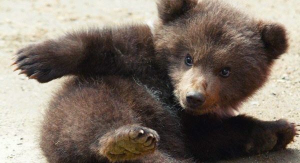 Мишка Косолапый